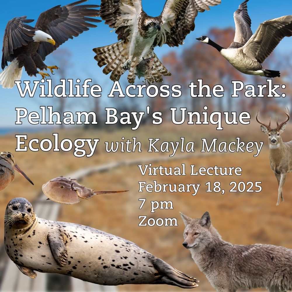 A collage of animals surround text: Wildlife Across the Park: Pelham Bay's Unique Ecology with Kayla Mackey. Virtual Lecture. February 18, 2025. 7 pm. Zoom.