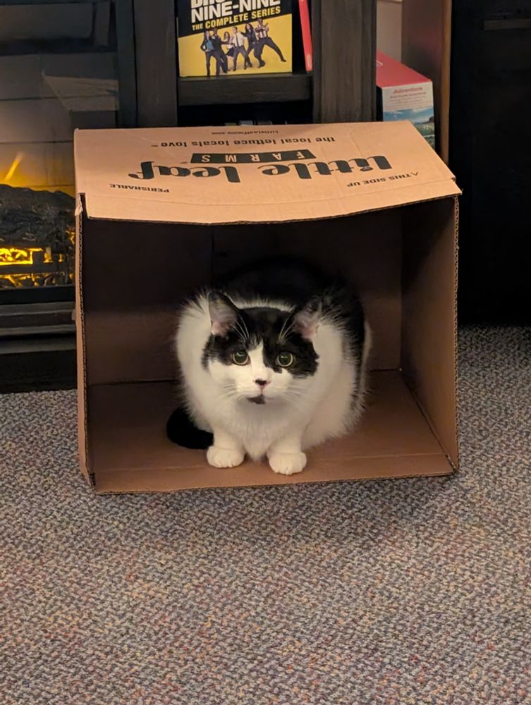 A tuxedo cat in a box 