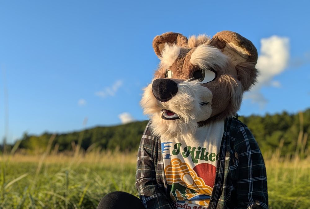 A brown and tan schnauzer fursuiter sitting on the edge of a marsh #furry #fursuit