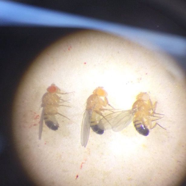 Photo taken through a microscope of three male fruit flies. The fly on the left has brown eyes, the fly in the centre has orange eyes, and the fly on the right has white eyes. 