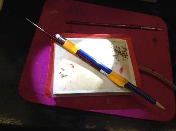 A pencil and a brush, facing opposite directions and taped together, lying on a fruit fly gas plate.