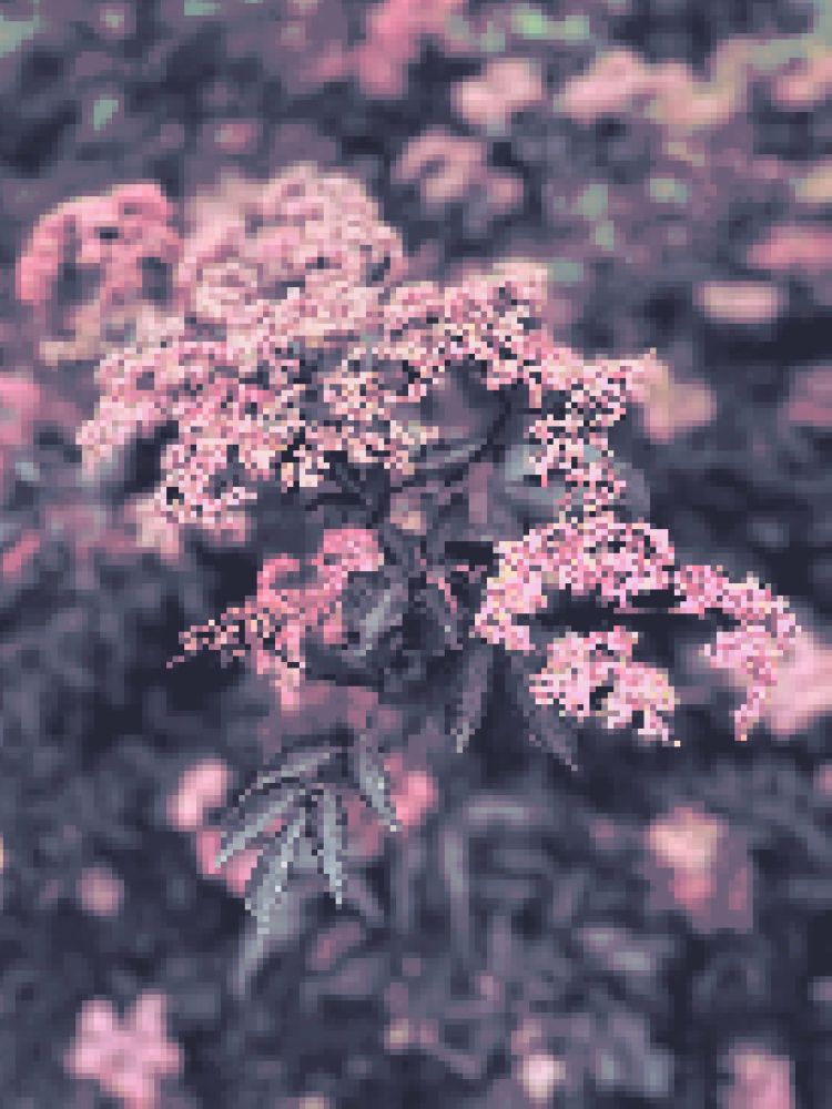 A close up photo of a cluster of pink flowers on a bush; pixelated and with a pastel color palette