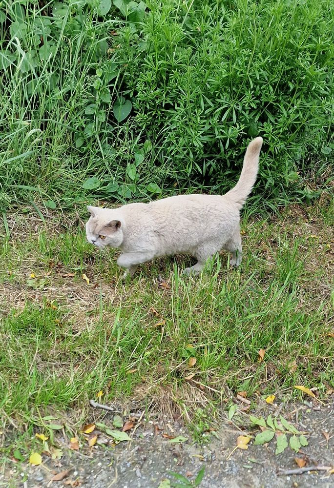 One eyed cat with grey fur and a yellow eye on a gravel path 