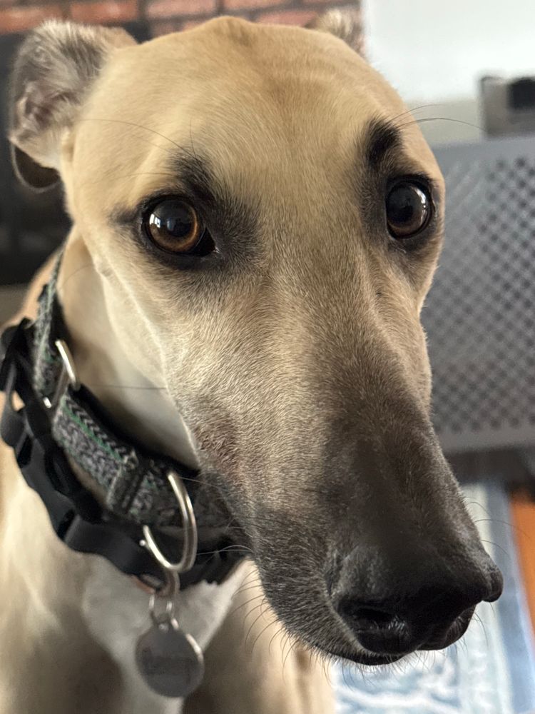 Fawn greyhound, not amused 