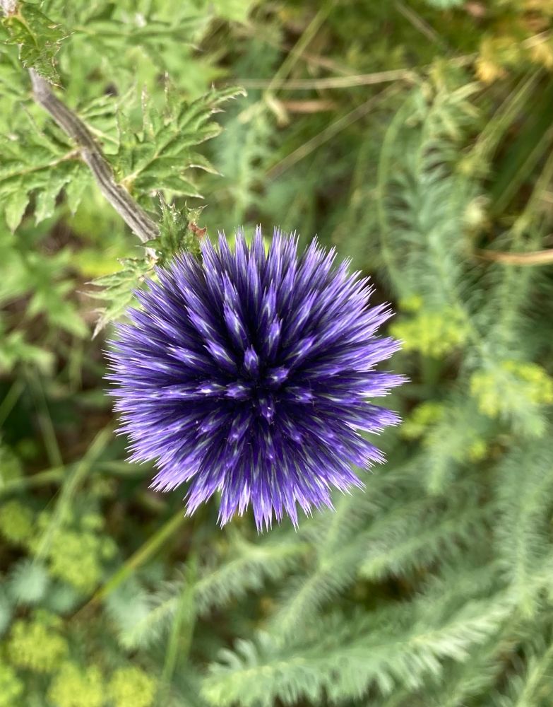 Eine Kugeldistel
