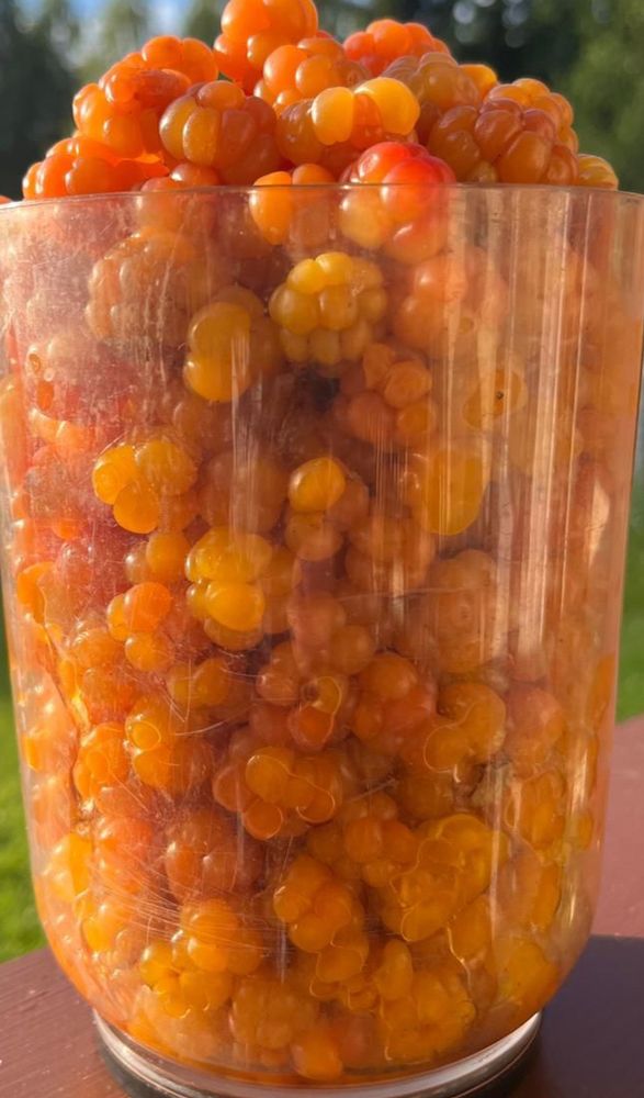 Moltebeeren in einem durchsichtigem Behälter auf einem Tisch draußen. Im Hintergrund Wald.
