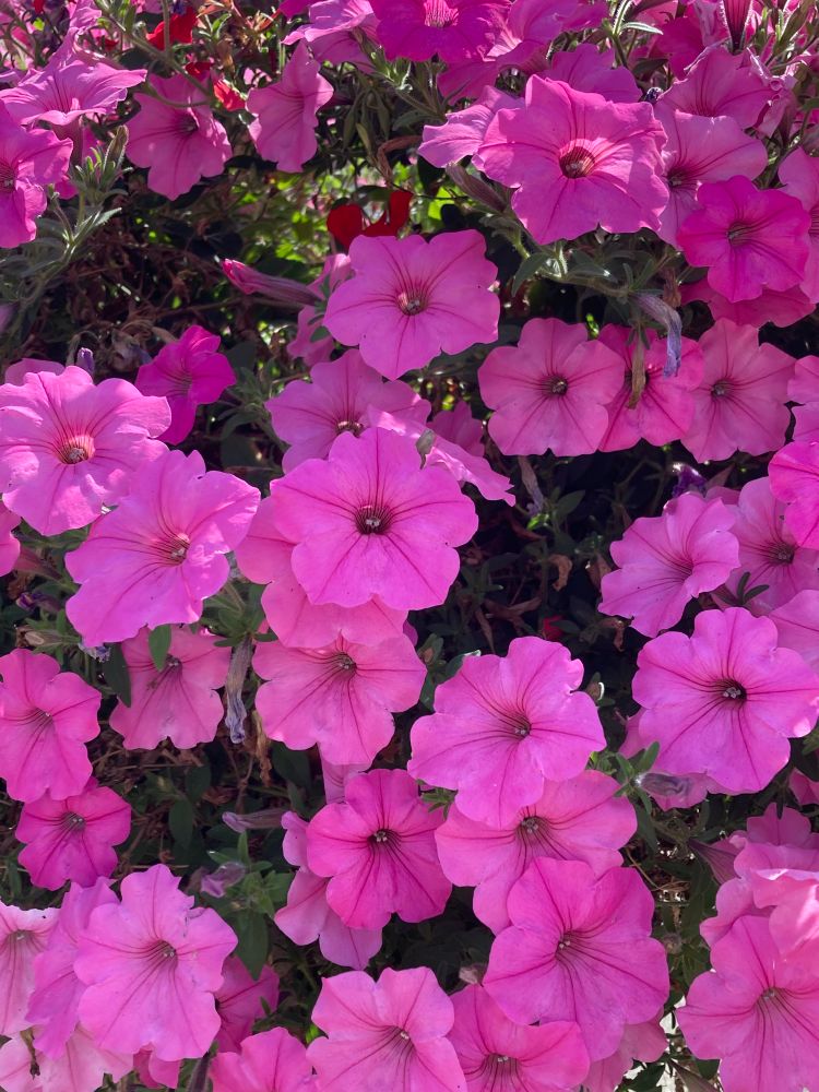 Pinke Petunien.