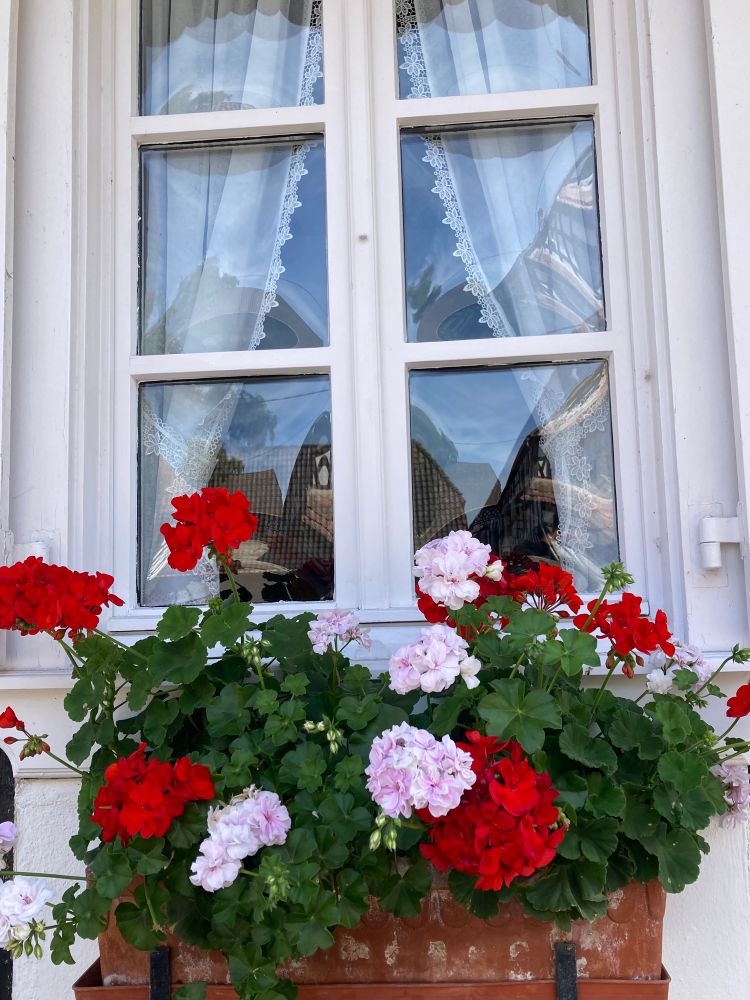 Geranien in einem Blumenkasten vor einem weißen Sprossenfenster. 