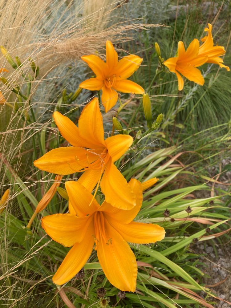 Gelbe Lilien.