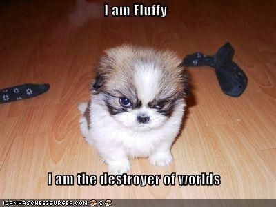 A photo of a very cute puppy resembling the one in OP's video. It looks kind of pissed off. It has a caption: "I am Fluffy. I am the destroyer of worlds."