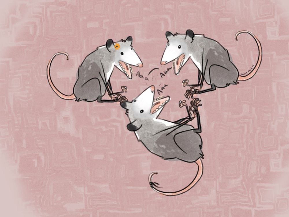 Three possums scream at each other in a triskalian layout. 