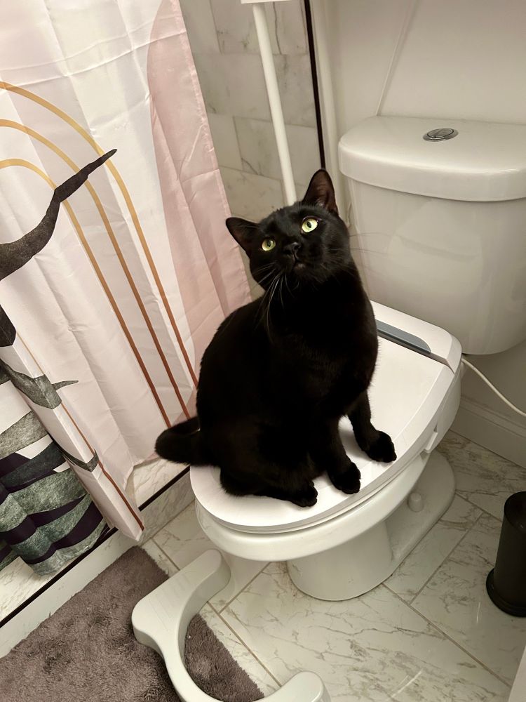 A black cat sits on top of a toilet seat and takes up most of the room. 