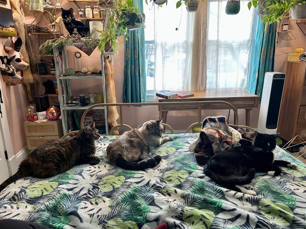 Three cats hang out on a bed in a decorated room. They are on a blanket with leaves and the walls are decorated with many shelves, trinkets and treasures. 