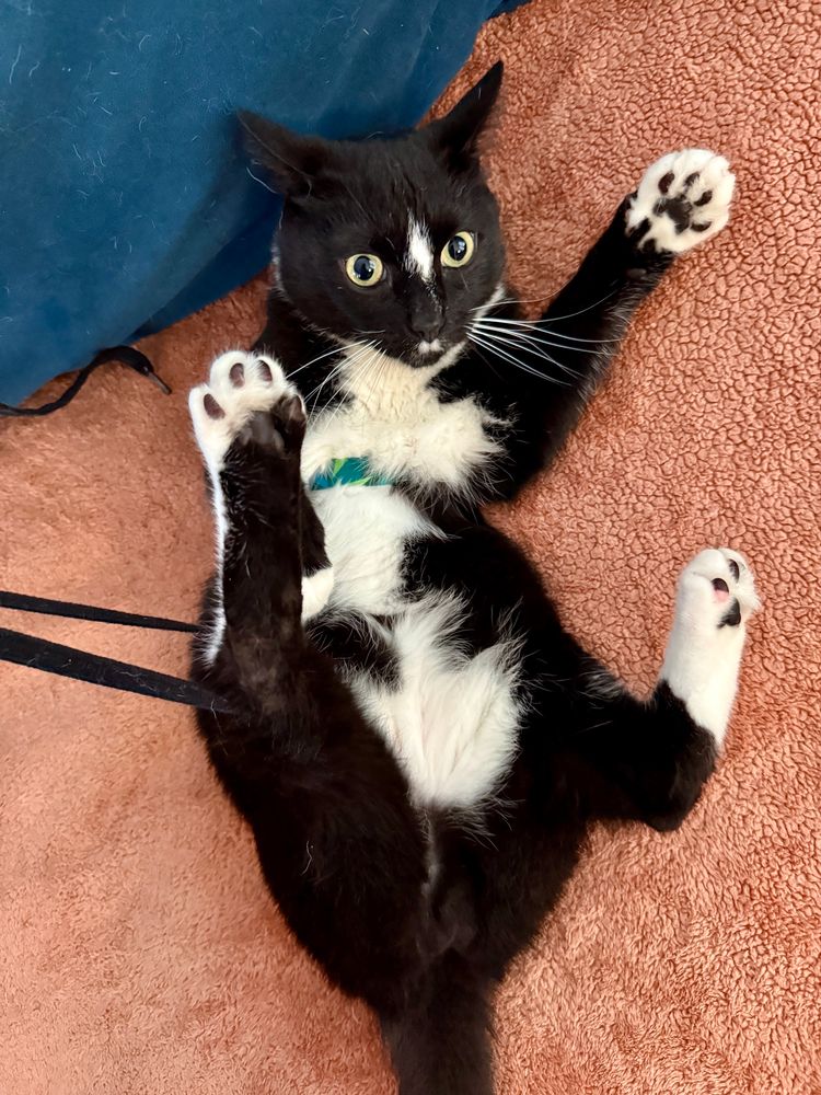 A black and white tuxedo cat on his back playing with a black hoodie string. He is on a pink blanket and wearing a green cat harness 