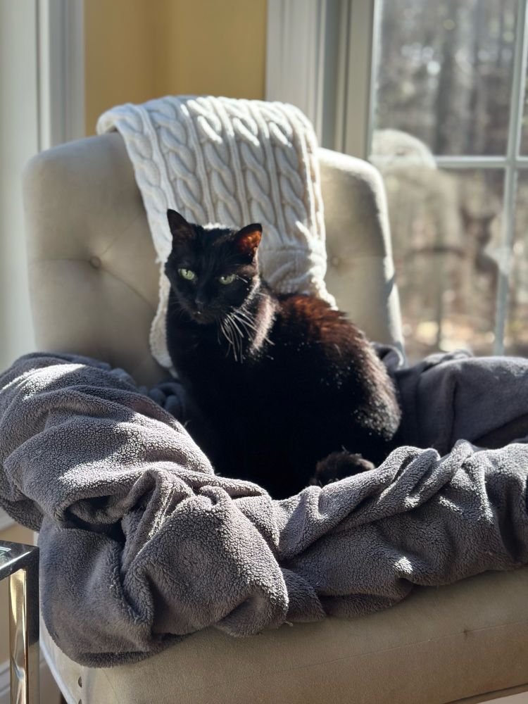 Darren, our 17 year old domestic short hair black cat, sitting on his gray blanket in the sunshine. 