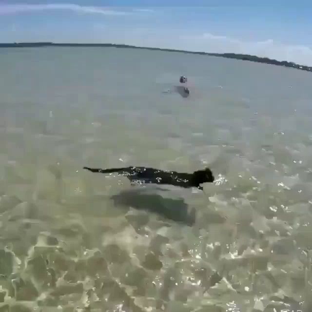 a dolphin is swimming in the water near a beach