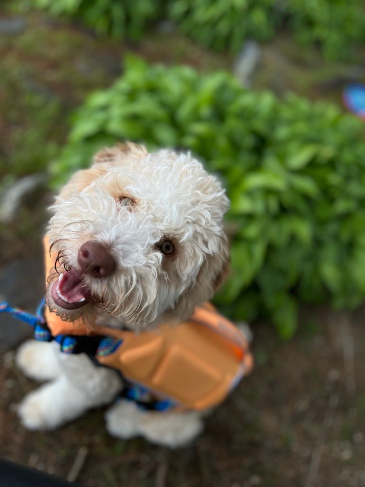 Risotto the Lagotto Romagnolo in her little life vest looking up at the camera like she has something to say