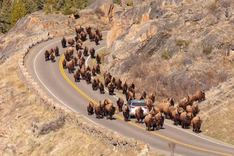 Buffalo herd.