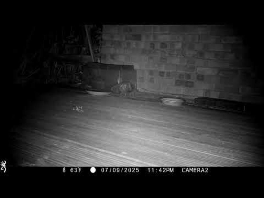 3 Hog night