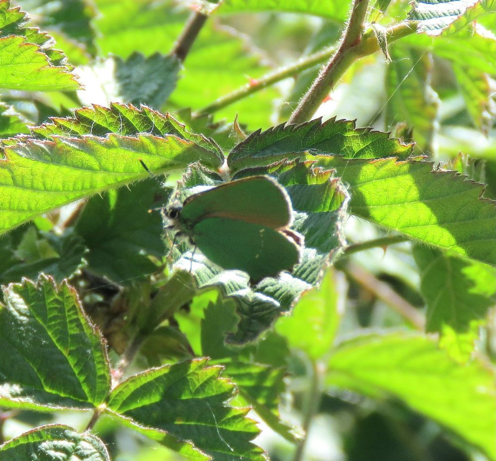 Green Hairstreak 