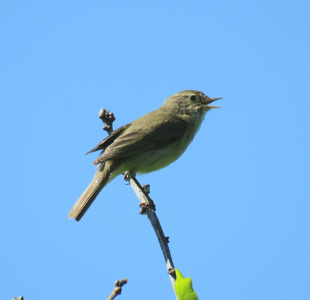 Chiffchaff 
