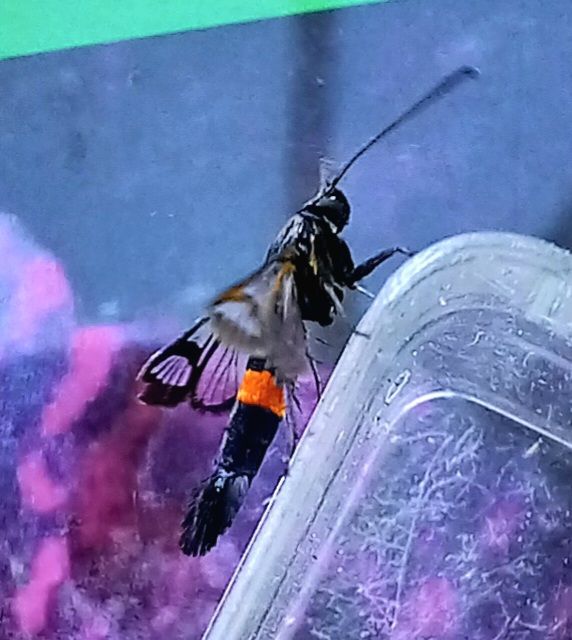 Red-belted clearwing