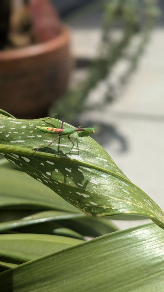 praying mantis on a leaf