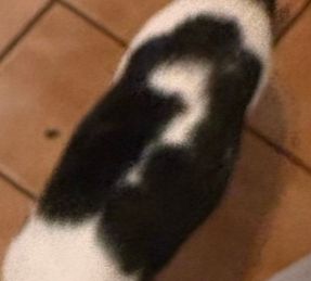 cat with a question mark on its fur 