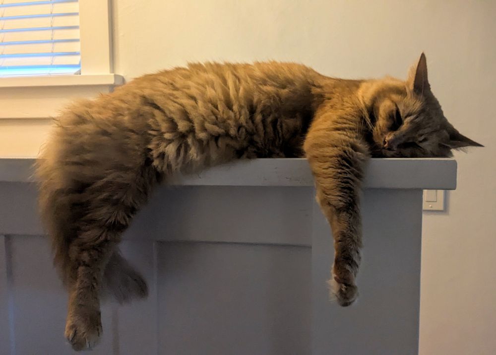 a sleeping orange cat