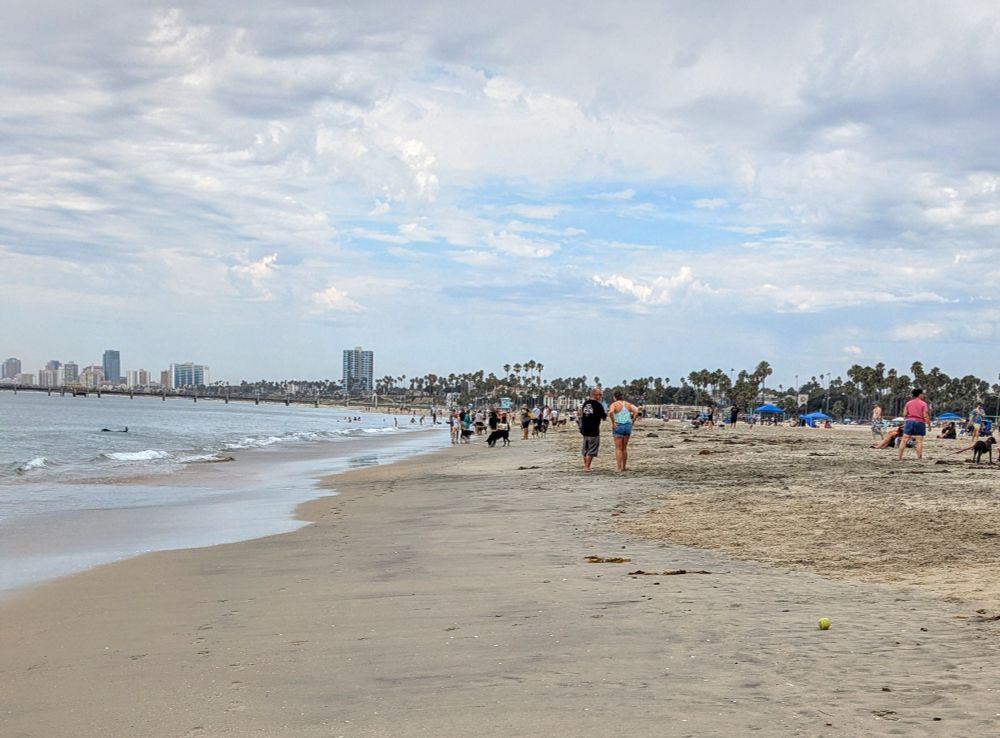 a lot of dogs having the best day at the dog Beach