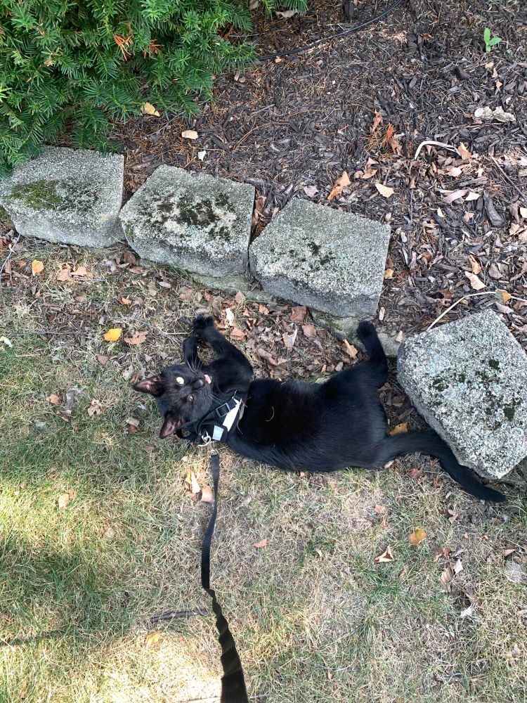 Black cat with only his left eye outside on a harness rolling around on the ground and screaming