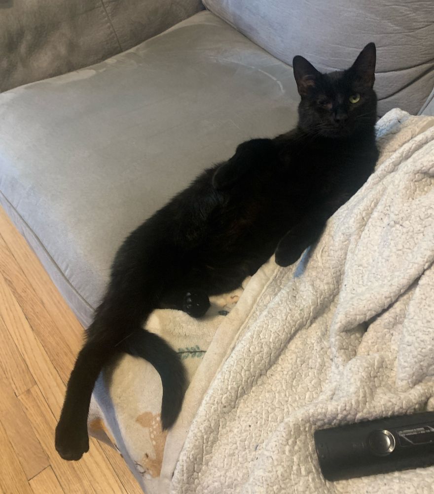 Mike wazowski a black cat with only a left eye lounges on a grey couch on his back with his legs spread and belly fully visible 