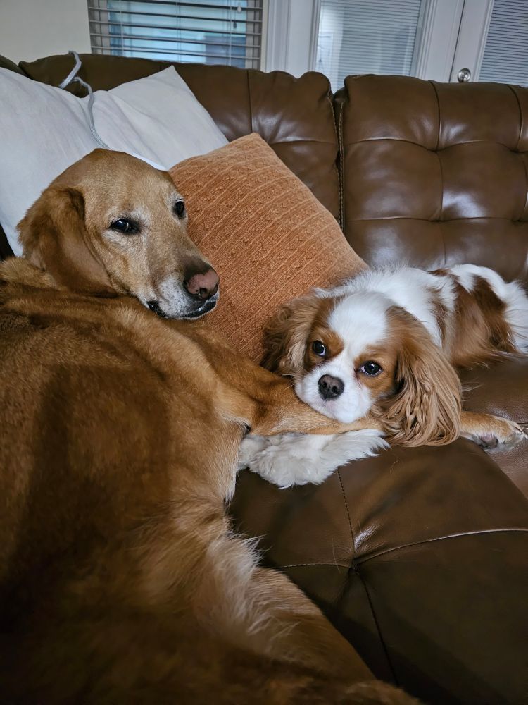 A shepherd mix dog and a Cavalier King Charles dog cuddle on a brown leather couch.