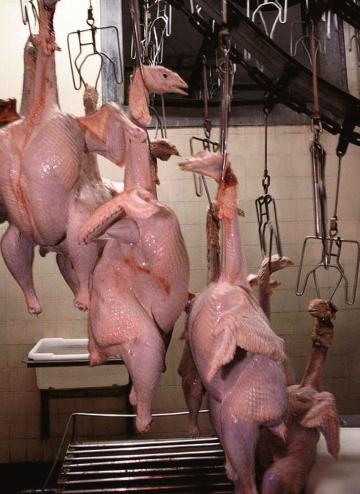 Photo of defeathered turkeys hanging from their necks in a slaughterhouse processing plant 