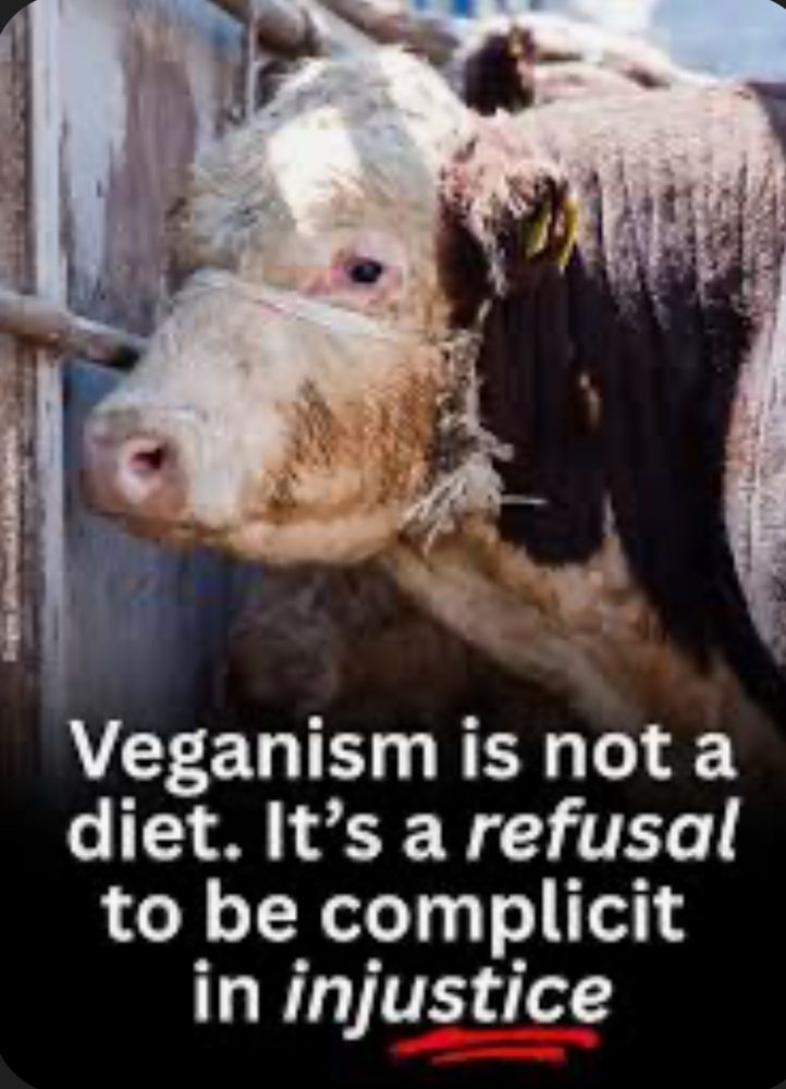Photo of a brown and white cow w a crude rope muzzle/halter on their face, captioned: Veganism is not a diet. It’s a refusal to be complicit in injustice 