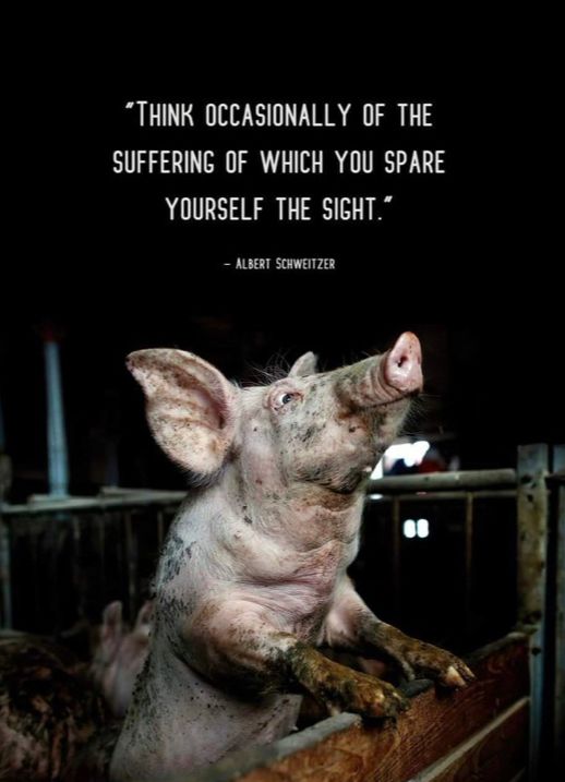 A photo of a pig (w fecal matter splattered on their body and caked to their lower legs/hooves) in a filthy dark barn, standing up on a gate trying to get a peek of outside

Captioned: “Think occasionally of the suffering of which you spare yourself the sight” -Albert Schweitzer