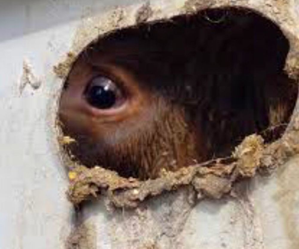 Photo of a terrified cow peering out of a dirty lorry trailer.