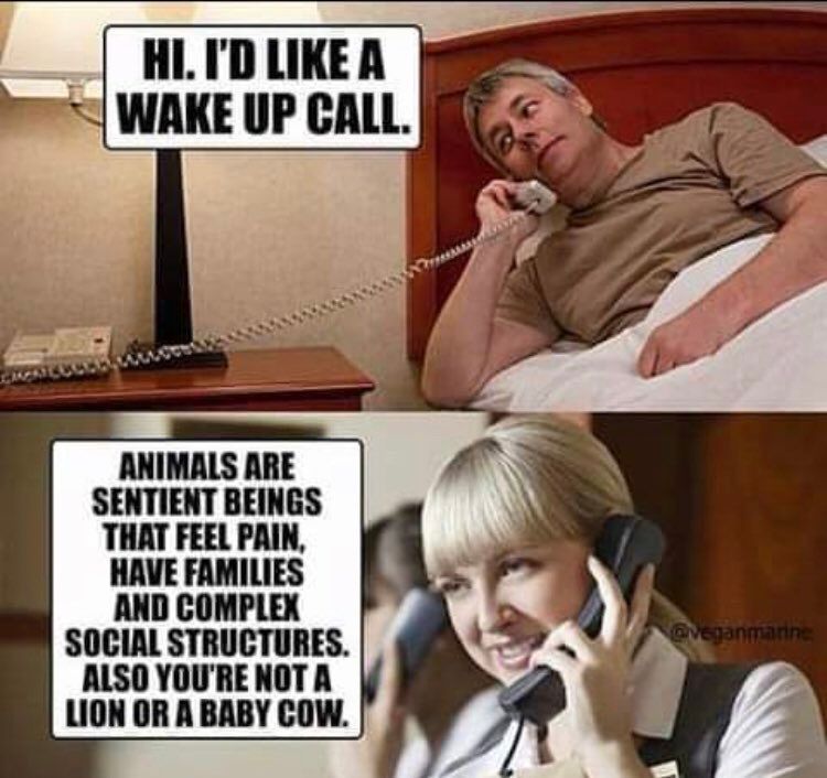 Two panel meme Top panel: a man lying in a hotel bed, talking on the telephone ‘hi. I’d like a wake up call’ Bottom panel: a woman holding the phone up to her ear and responding ‘animals are sentient beings that feel pain, have families and complex social structures. Also, you’re not a lion or a baby cow.’
