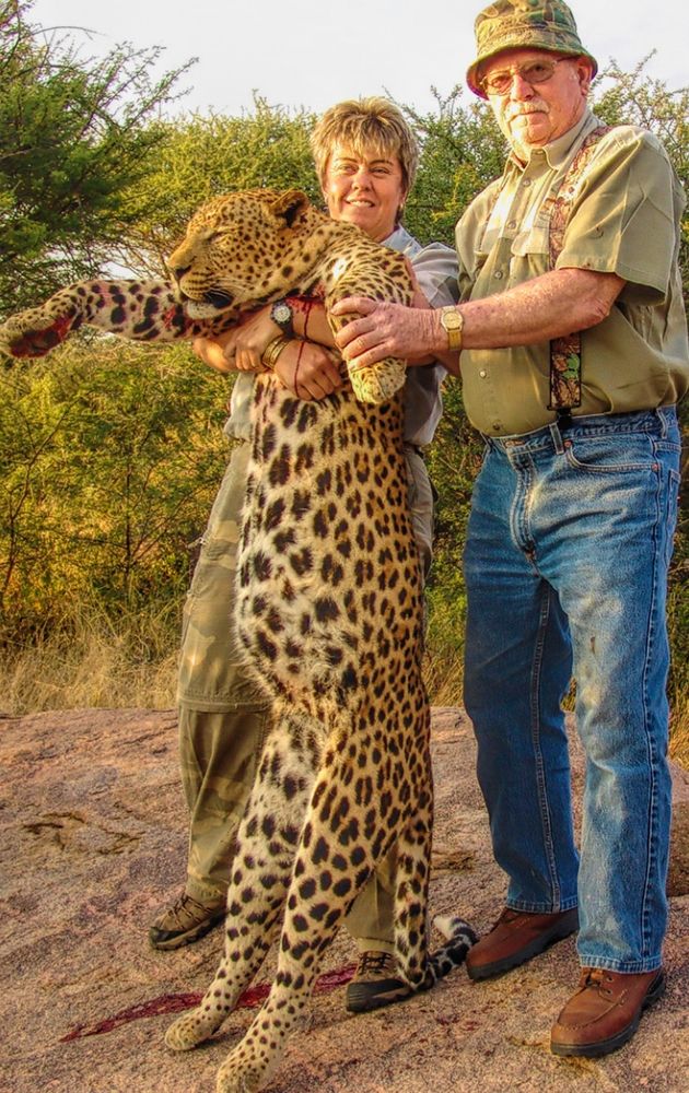 Photo of an older white couple, the woman holding up a leopard they just shot and killed, the man (dressed in blue jeans, khaki shirt, suspenders, and a short brim hat) standing next to them and holding the dead animals paw. trees and brush in the background 