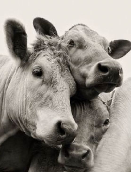 A sepia toned photograph of 3 cow faces close up, as though vying for attention from the camera 
