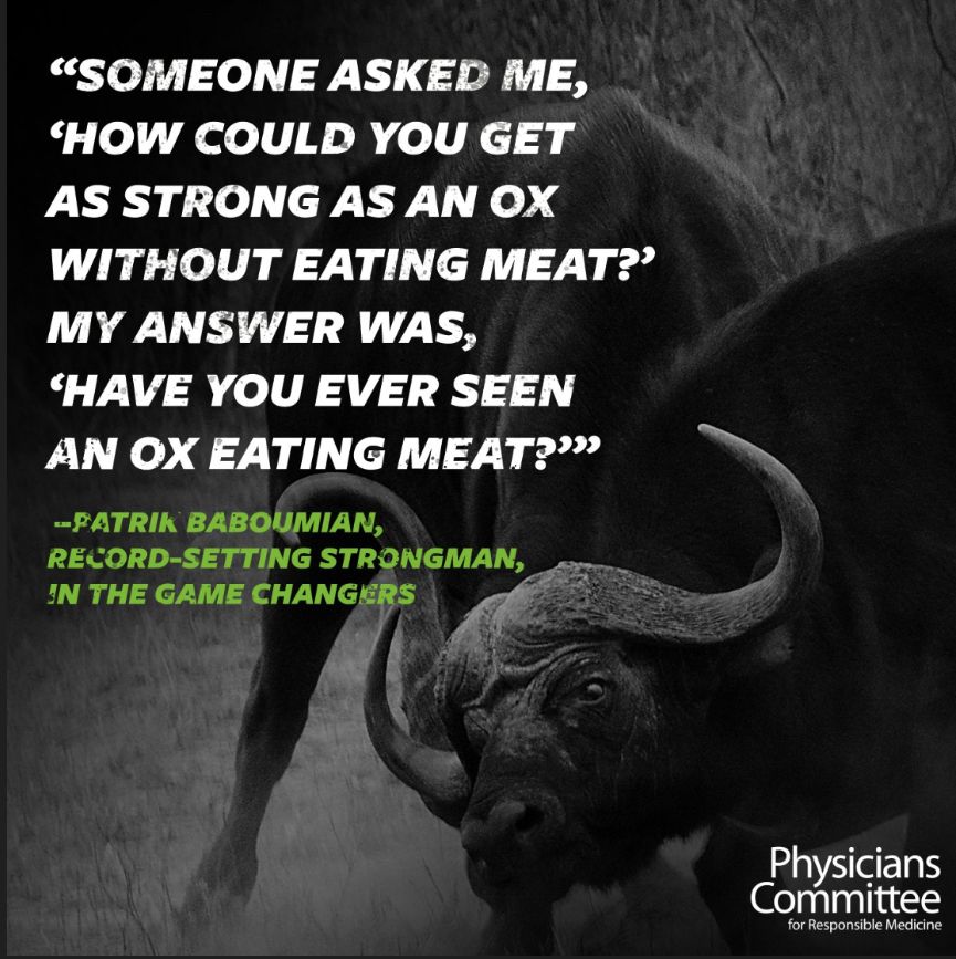 Meme from Physicians Committee for Responsible Medicine: Black-and-white image of an ox, overlaid with a quote from Patrick Baboumian, record setting strongman in The Game Changers: “Someone asked me, how could you get as strong as an ox without eating meat? my answer was ‘Have you ever seen an ox eating meat?’”