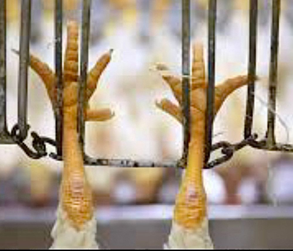 Photo of a chicken’s legs strung up in a rusty wire assembly line in a slaughterhouse 
