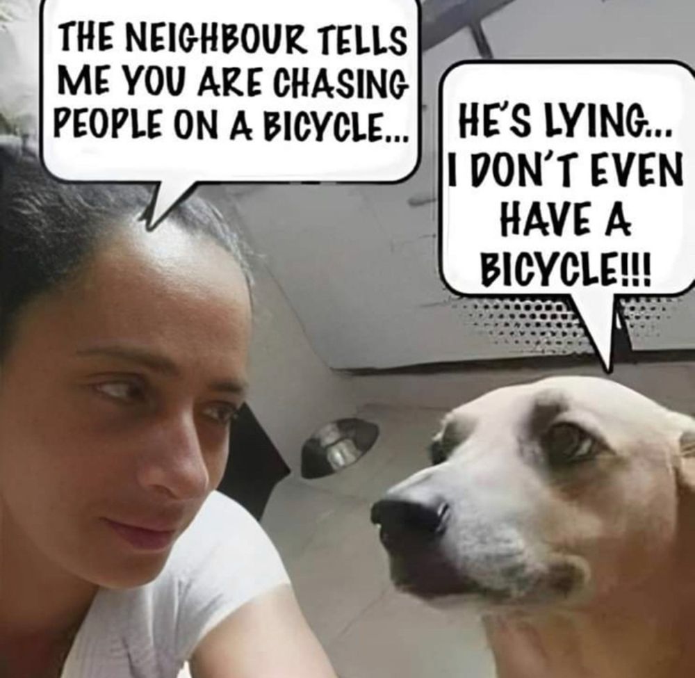 Meme: photo of a woman looking at her light brown/white dog who is looking back out of the corner of their eyes 

Woman: the neighbour tells me you are chasing people on a bicycle 

Dog: he’s lying… I don’t even have a bicycle!! 