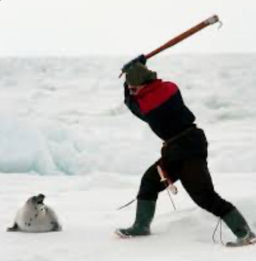 Photo of a harp seal about to be clubbed 