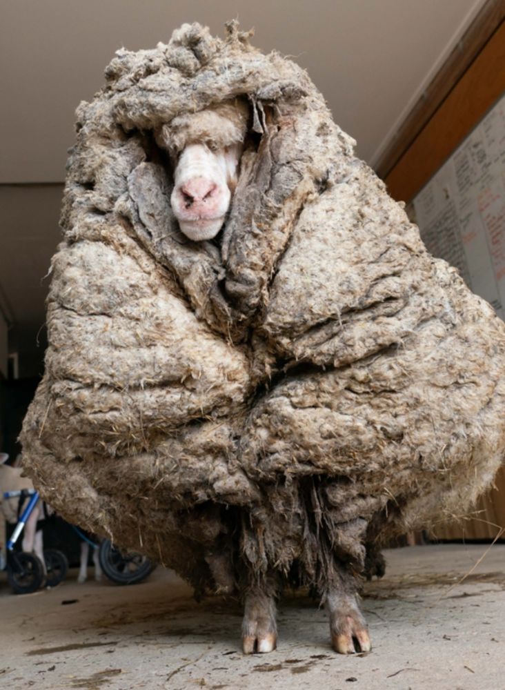 Photo of a dangerously overgrown sheep who was rescued 