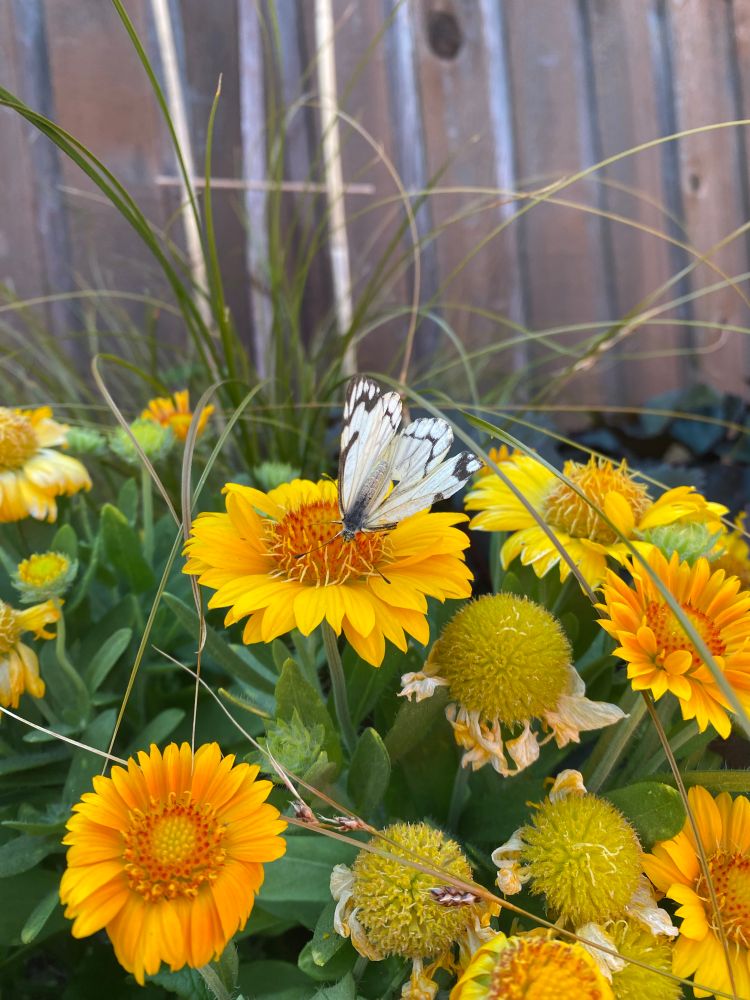 Photo of a white & black butterfly on bright yellow flowers, w strappy yellow grass and brown fence in background 