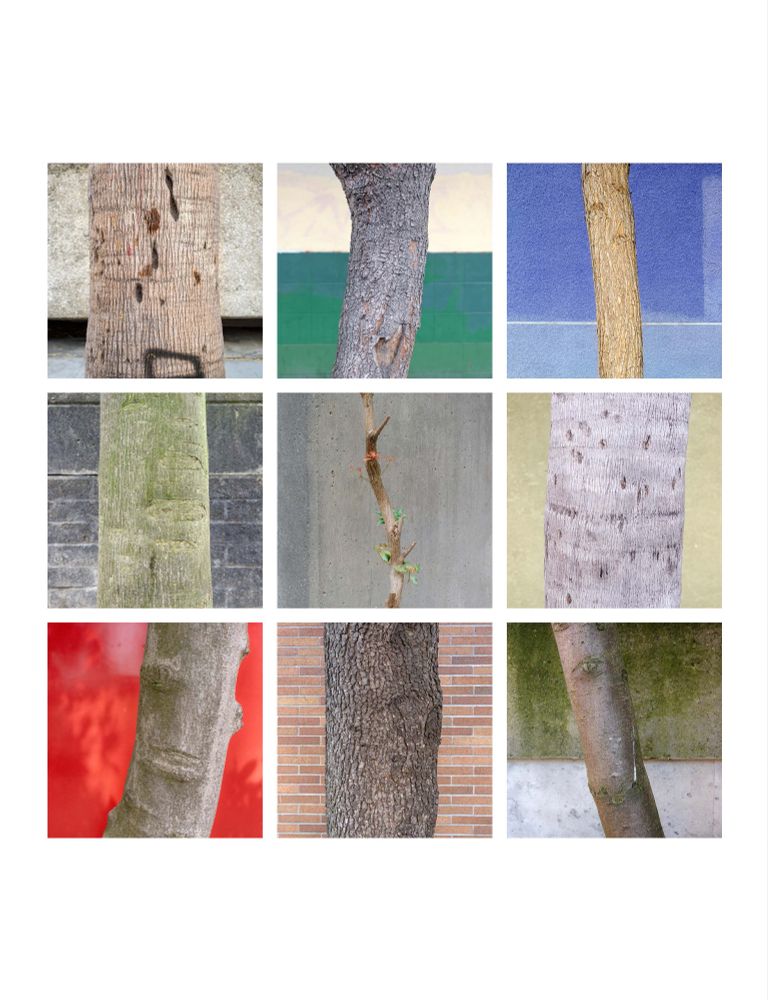 Grid of nine close‑cropped photographic portraits of street‑tree trunks against urban walls.
