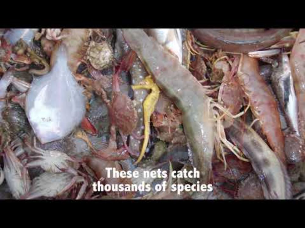 End Bottom Trawling - the waste of life is a disaster