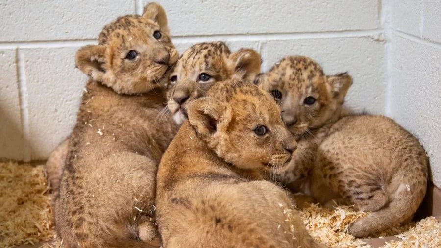 Four baby lions suggled up by a concrete wall on a floor of wood shavings. They all look back at the camera, perhaps because the photographer loudly farted?
