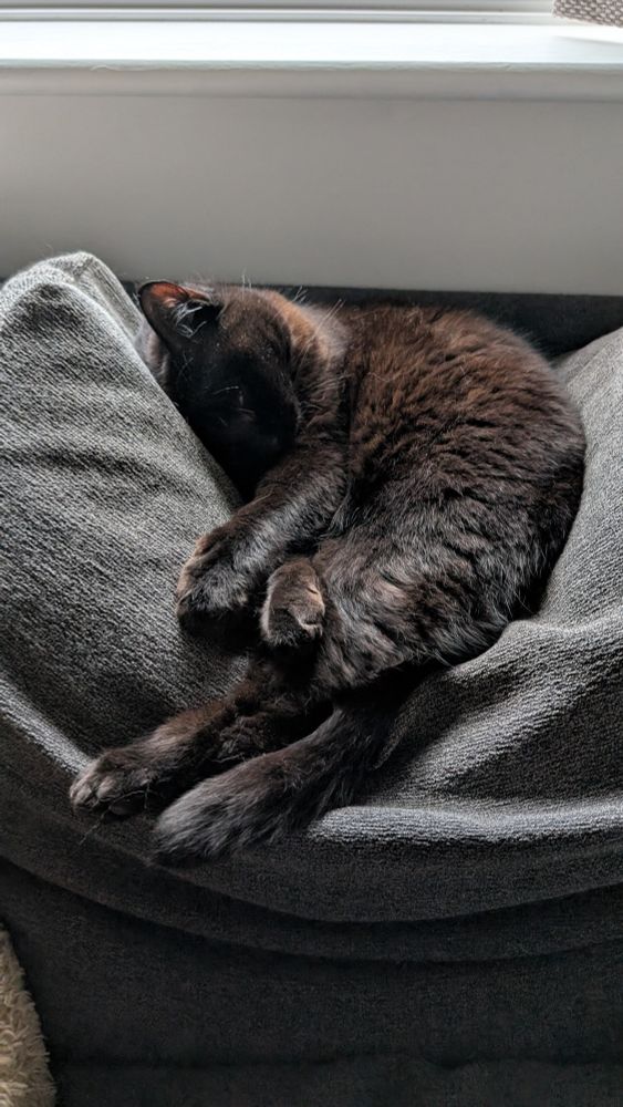 Cat asleep on a sofa cushion 